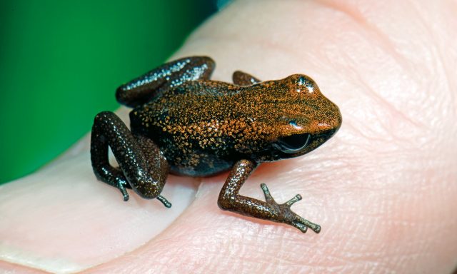 cc-minyobates-steyermarki-tafelberg-baumsteiger-credit-benny-trapp-frogs-friends.jpg