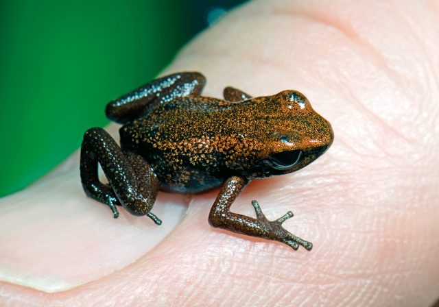 cc-minyobates-steyermarki-tafelberg-baumsteiger-credit-benny-trapp-frogs-friends.jpg